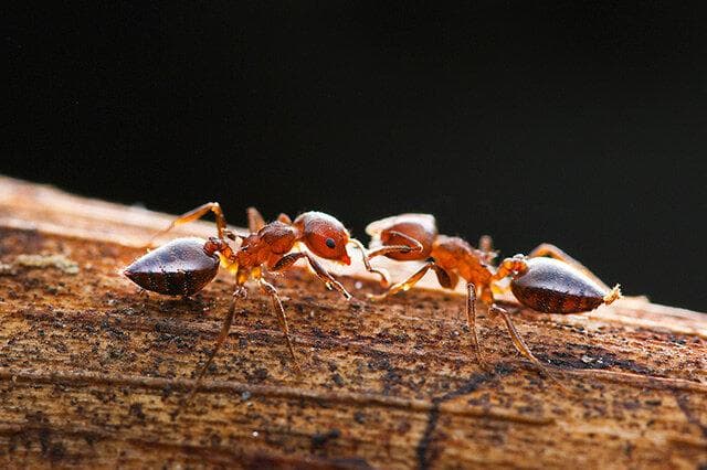 蚂蚁：高度社会化的昆虫世界
