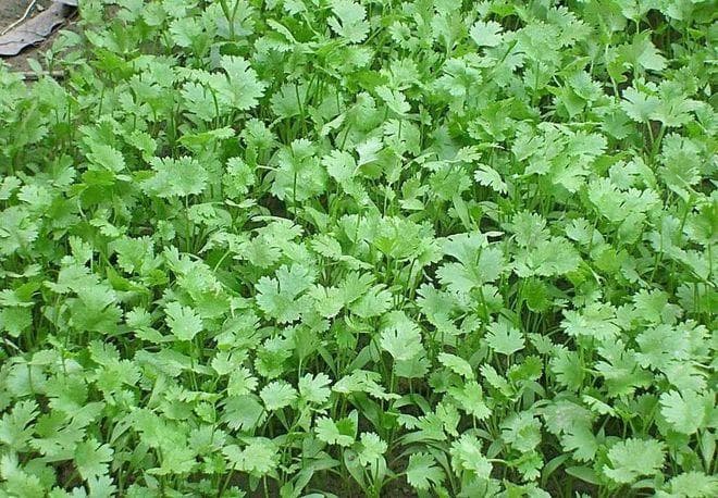 香菜怎么种植容易发芽