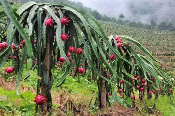 冬季火龙果管理正当时：7个关键环节详解
