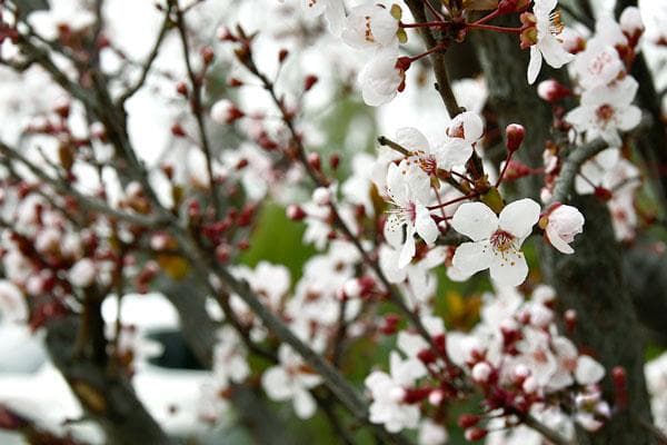 花朝节十二花神