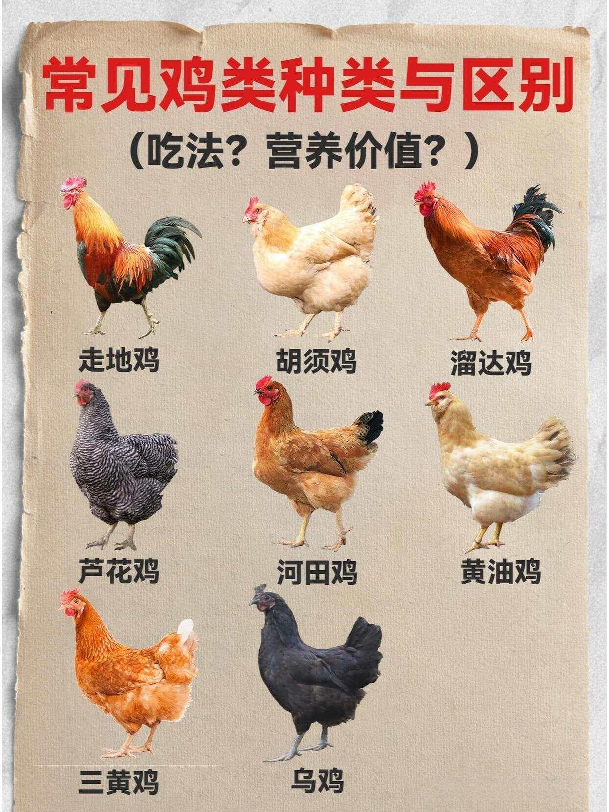 市场上有哪些常见的品种鸡，各有什么特点？