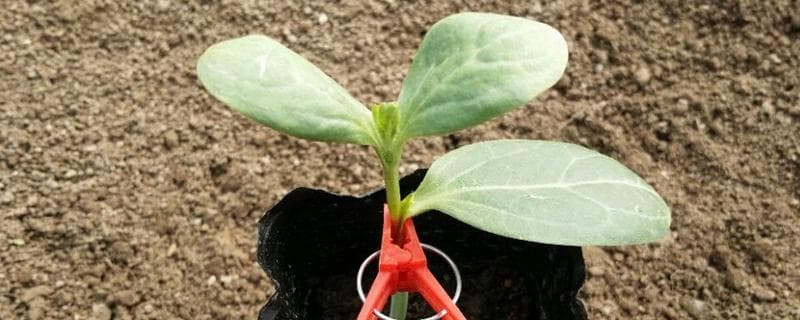 西瓜嫁接技术：砧木选择要点与嫁接方法详解