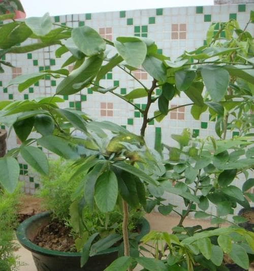 黄花梨的生长周期（从种子到成熟）