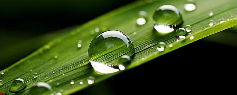 露水是怎么形成的？露水形成的温度多少度？