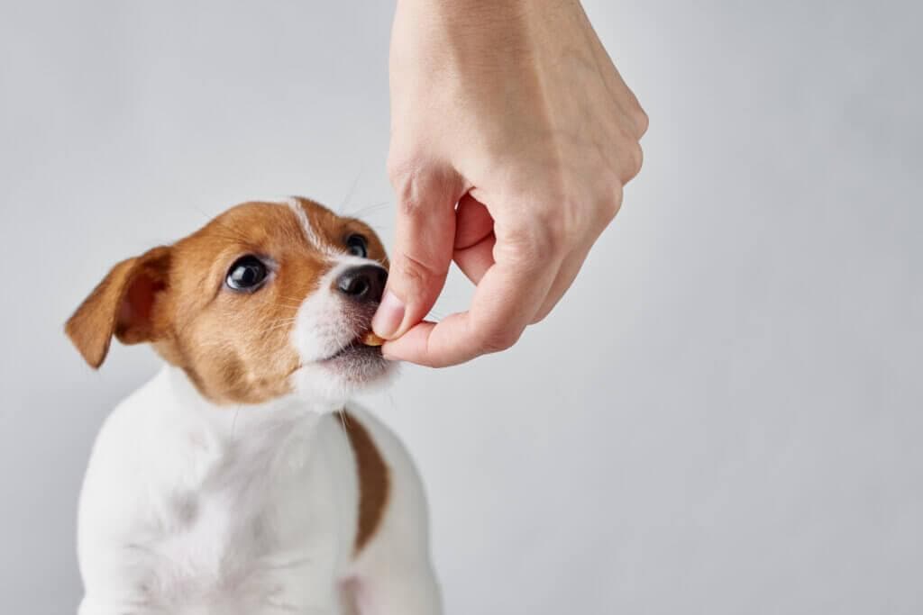 犬貓禁忌食物「連酪梨也上榜」！　11種常見品項帶你一次看