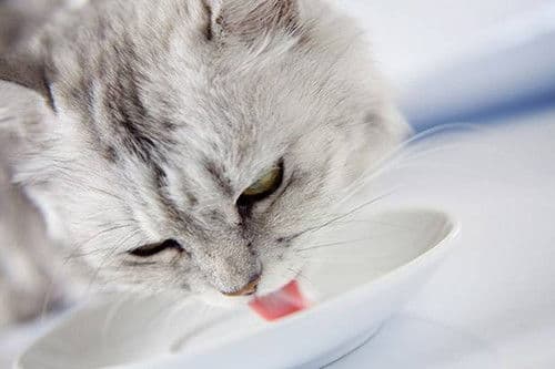 宠物猫选益生菌，懂消化系统是关键。