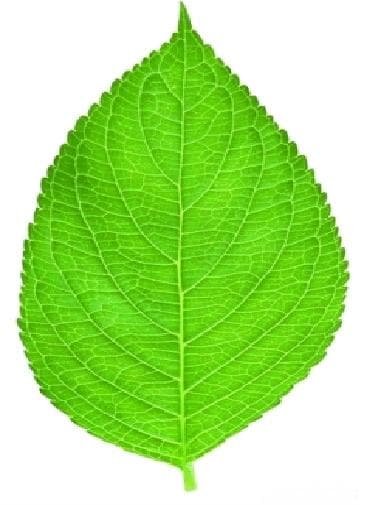 十二经络及原穴、络穴、输穴详细讲解