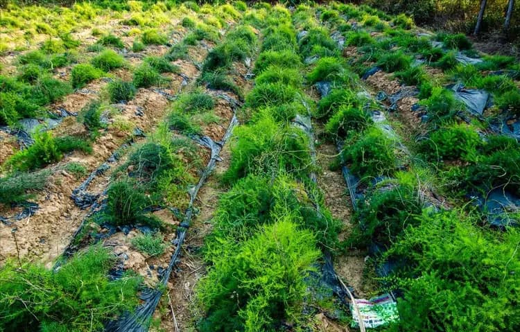 天冬种植几年能卖？详解天冬种植周期与经济效益