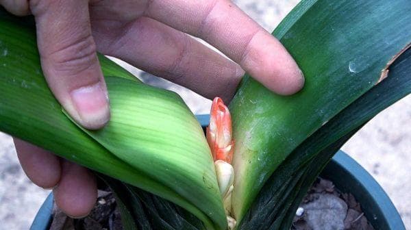 君子兰开花后花箭怎么处理？君子兰有了花箭如何养
