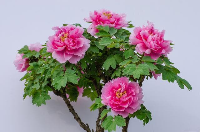 菏泽牡丹什么时候开：花开时节动京城