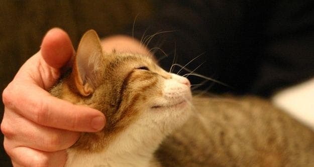 家里有猫，养什么花最合适？（为了宠物和花草的健康，要选对花种）
