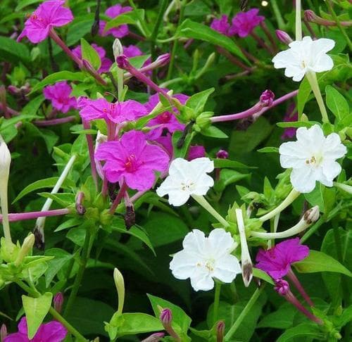 紫茉莉花语：以花之语传递深情与希望