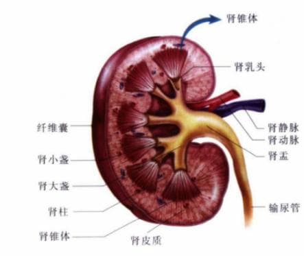 胎宝宝肾脏集合系统分离是病吗？