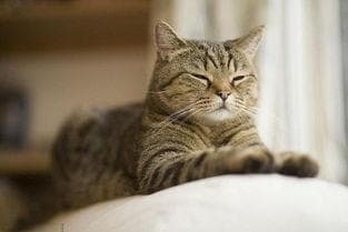 猫咪寿命之谜，揭秘宠物长寿秘诀