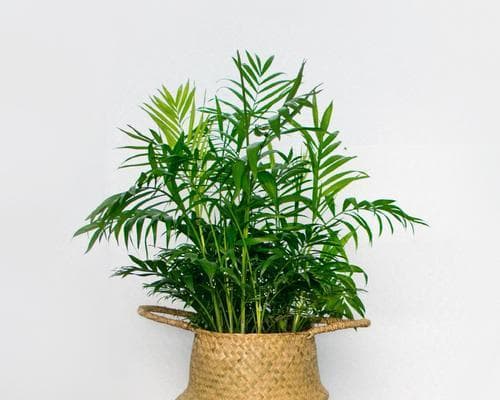 椰子的生长与成熟周期（了解椰子成熟的时间及收获技巧）