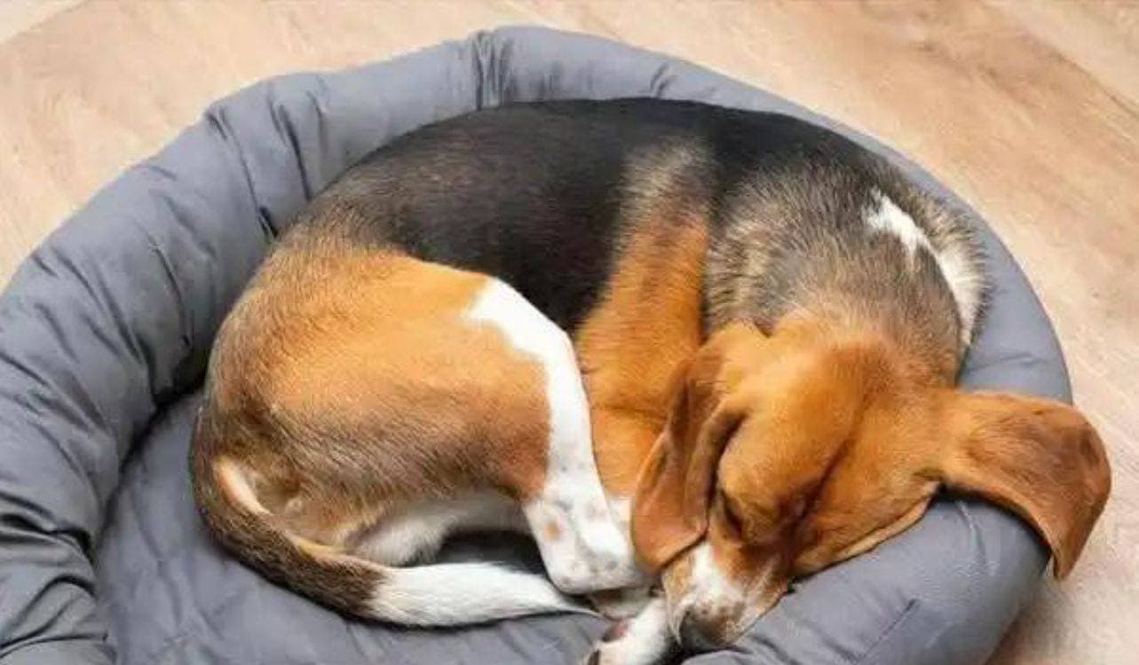 狗狗睡眠时长之谜：多因素的综合影响