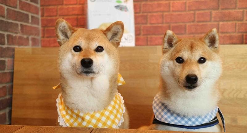 纯种柴犬的7个特征，了解一下吧！
