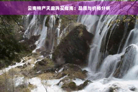 云南特产天麻购买指南：品质与价格分析