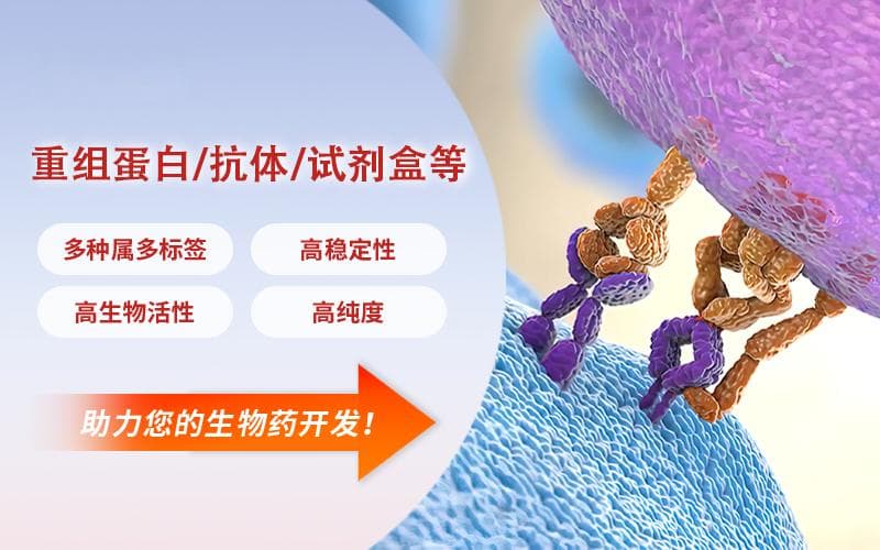CD20蛋白：一种在免疫调节中的关键角色