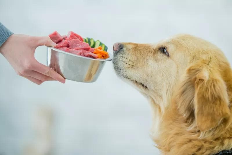 宠物食品正在“拟人化”消费升级：追求保健功效与可持续性