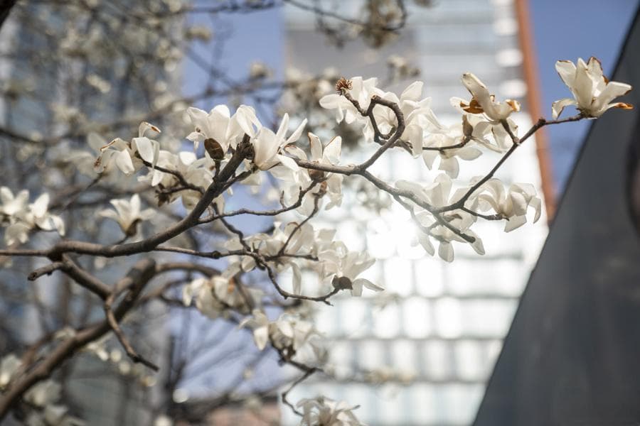 上海市花白玉兰文化底蕴深，怎样“打开”走心又好玩？