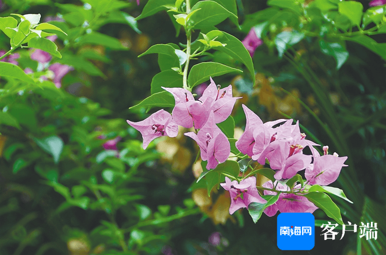 植物命名解密：从金樽水玉杯到达尔文兰