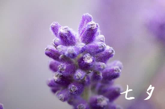 七夕节的来历和传说故事 有什么寓意