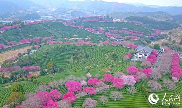 福建龙岩：万株樱花次第绽放 迎来最佳观赏期