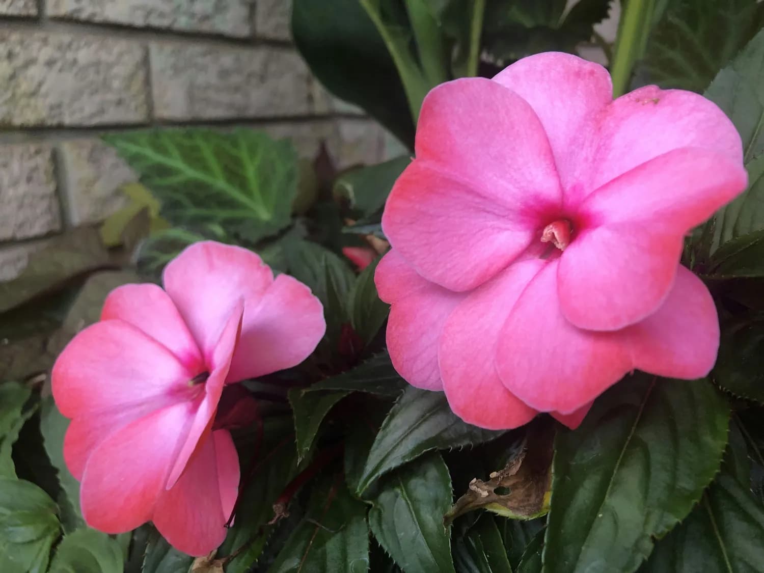 种凤仙花真能防蛇？科学原理与种植指南