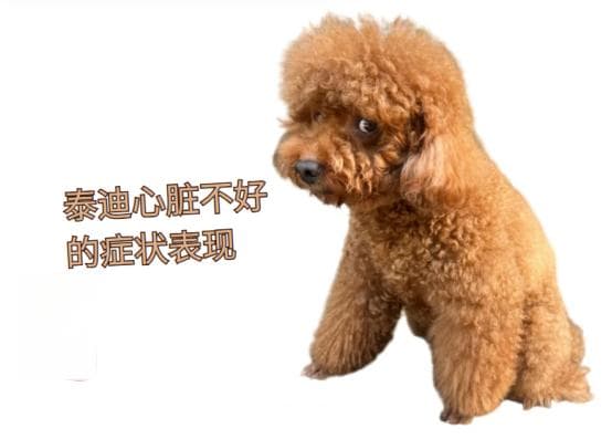 泰迪心脏不好的症状及防治措施