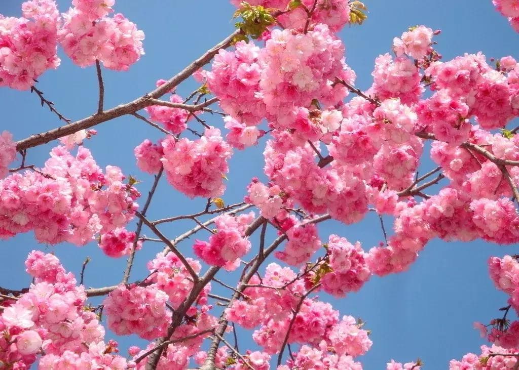 樱花几月份开得最旺盛时期