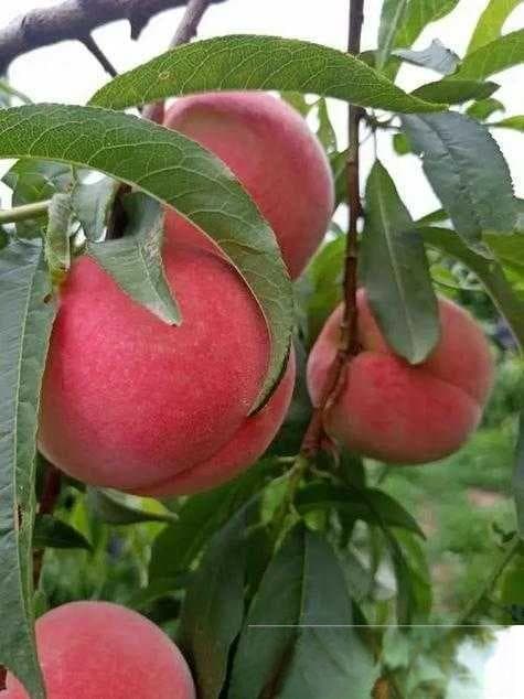 蒙阴蜜桃：香甜多汁惹人爱