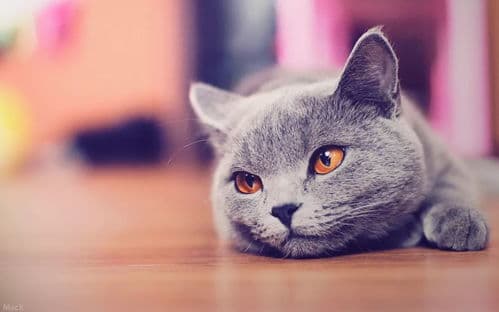 猫咪哈欠连连？揭秘五大原因及养护技巧