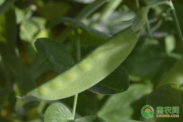 南方2月份种什么菜？