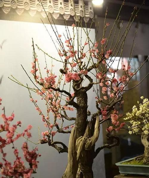 梅花树修剪指南：从春季到冬季的全面养护