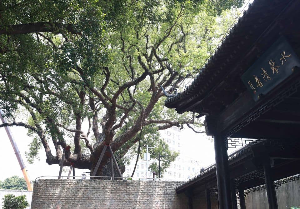 百年古树添新韵：深圳城市品质提升的历史守望者