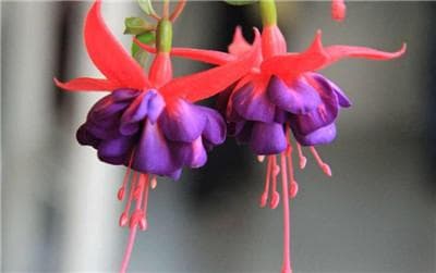 灯笼花的养殖方法与注意事项