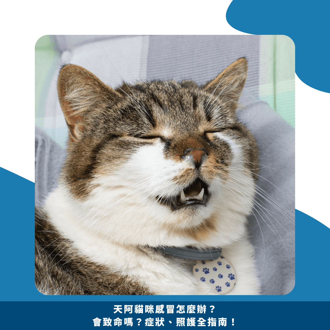 天啊猫咪感冒怎么办？会致命吗？症状、护理全指南！
