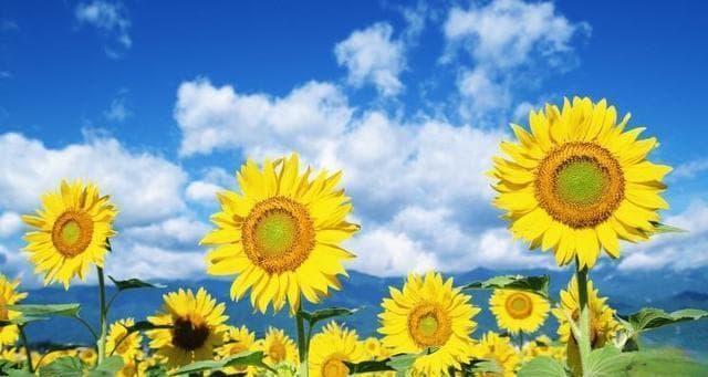 太阳花的花语与寓意：从古希腊神话到现代文化的多重解读