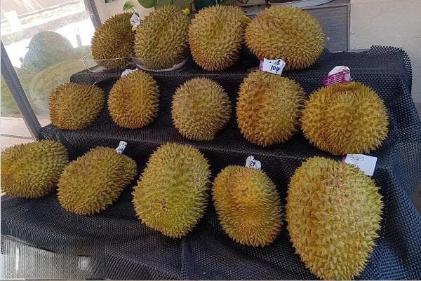 北方能种榴莲吗？