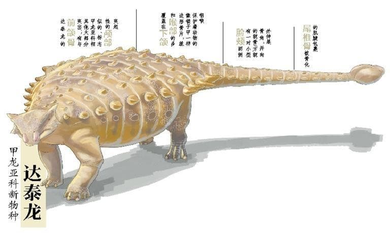 甲龙亚科新物种达泰龙化石标本在厦全球首展
