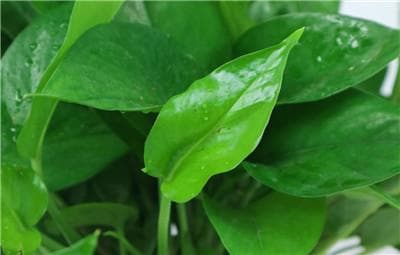 绿萝：热带藤本植物，遇水即活的空气净化能手