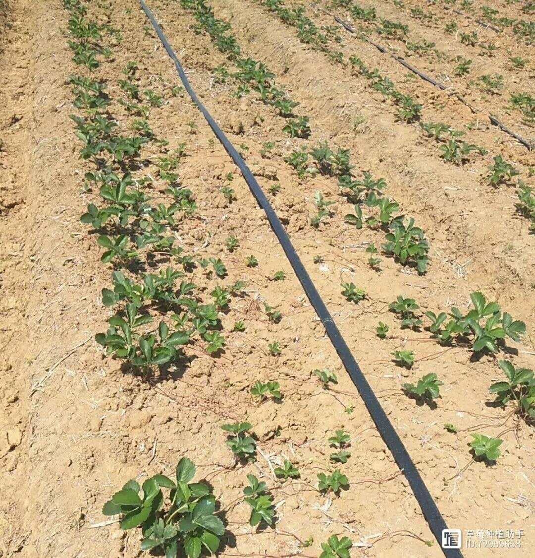 草莓育苗遭遇高温干旱怎么办？这些技术措施助你保苗