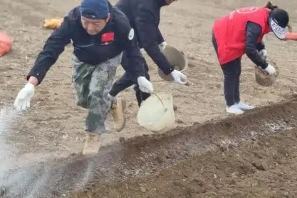 红薯种植管理全攻略：施肥方法与病虫害防治