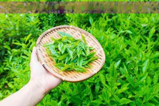 普洱茶适宜哪些人群饮用？全面解析普洱茶的健康益处与禁忌人群
