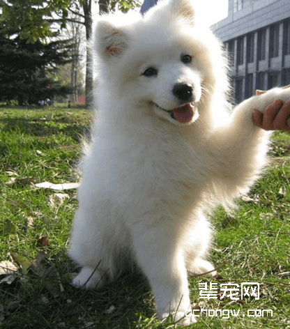 萨摩耶母犬的饲养与护理知识之哺乳期