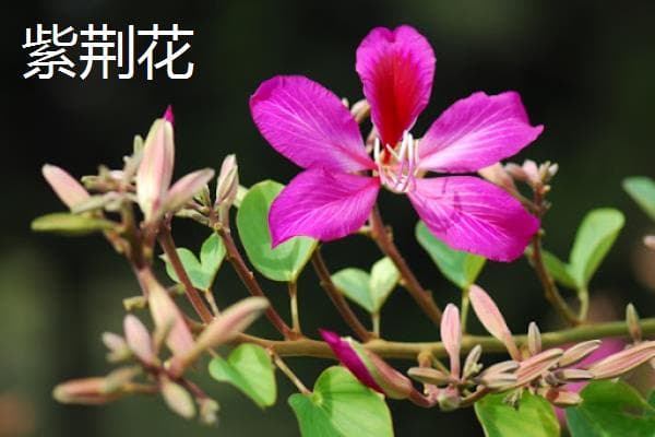 羊蹄甲和紫荆花的区别：株形、叶片、花朵和果实的差异