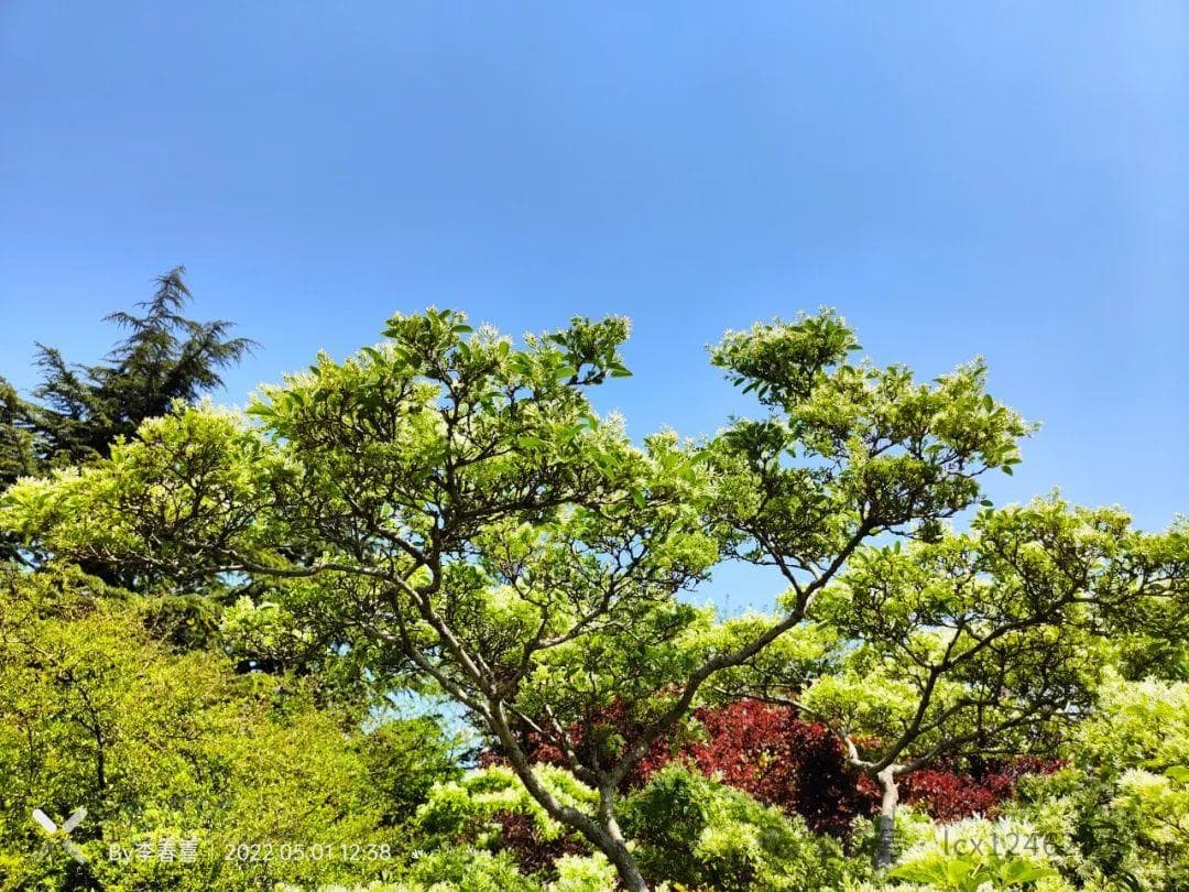 流苏树（Chionanthus retusus）：一种美丽的观赏植物