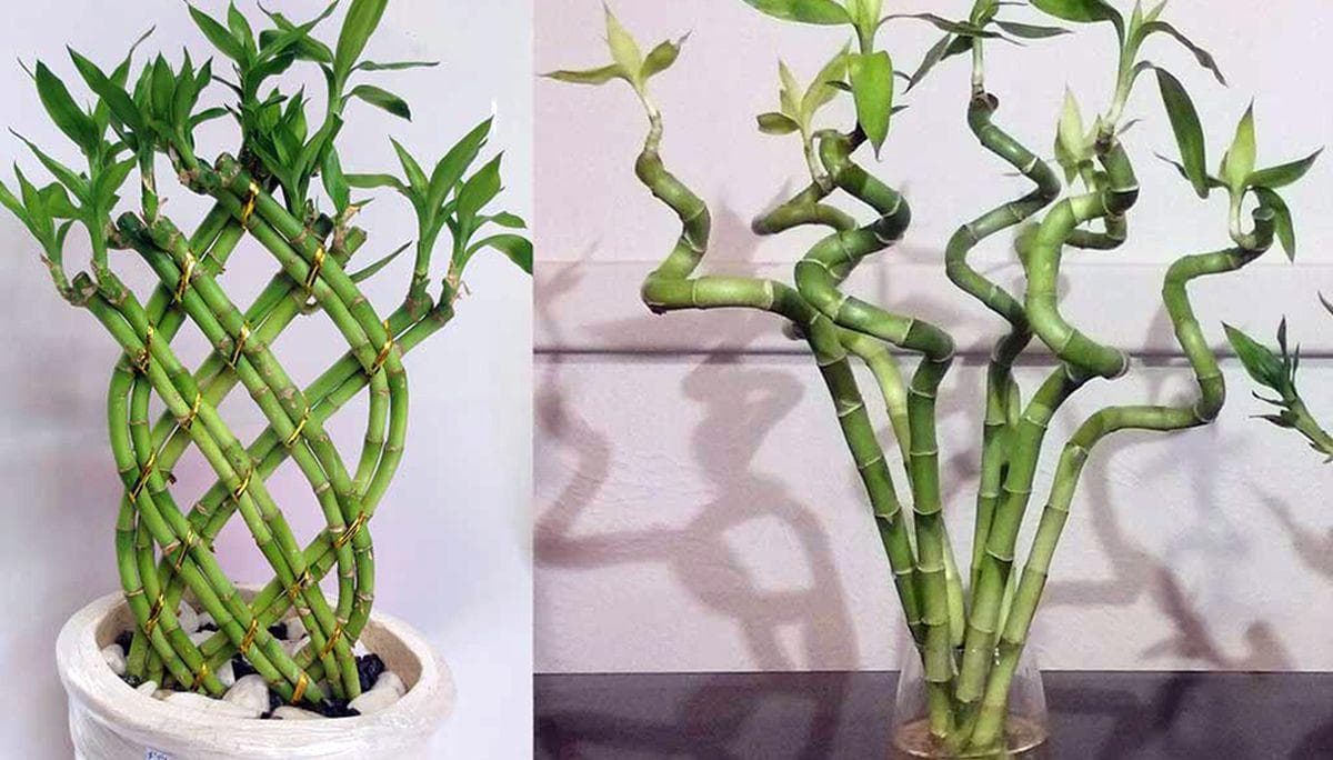 如何繁殖富贵竹