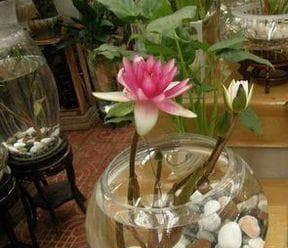 水芙蓉的养殖方法与注意事项（打造水上花园，了解水芙蓉的生长特性和养护技巧）